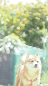 Helios 44M 52mm